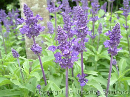 Salvia blue CLOSE-UP= 